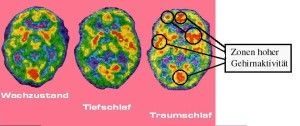 Realität, Gehirn, Traum