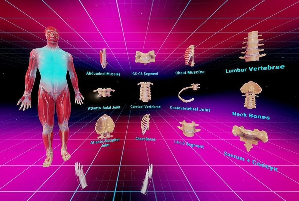 VR Human Anatomy