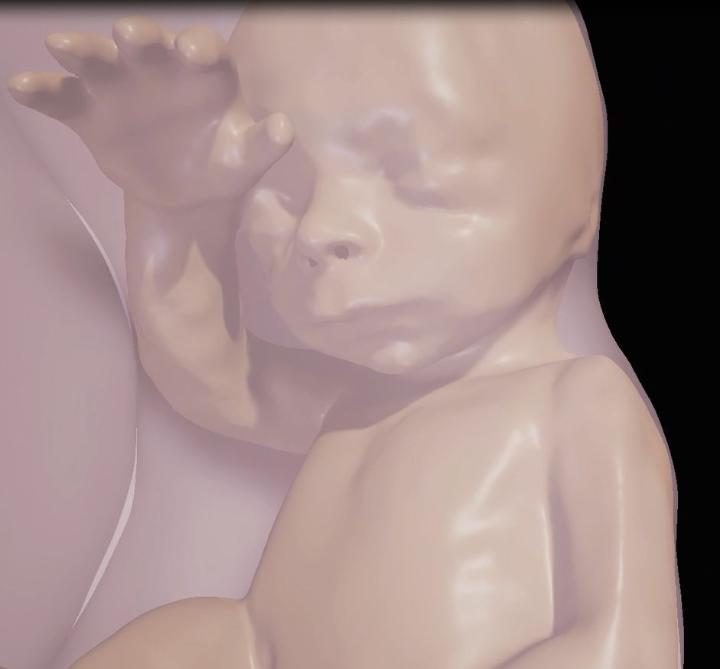 vr-foetus