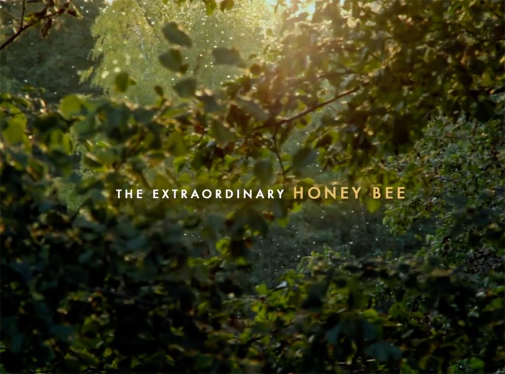 The Extraordinary Honeybee